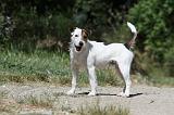 PARSON RUSSEL TERRIER 086